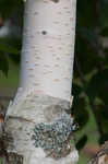 Paper birch